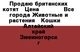 Продаю британских котят › Цена ­ 30 000 - Все города Животные и растения » Кошки   . Алтайский край,Змеиногорск г.